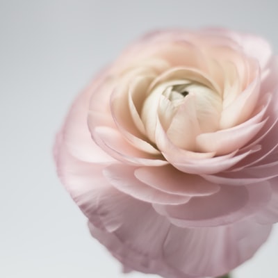浅白色和粉红色的焦点摄影有花瓣的花
